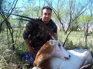 Oryx hunting pictures